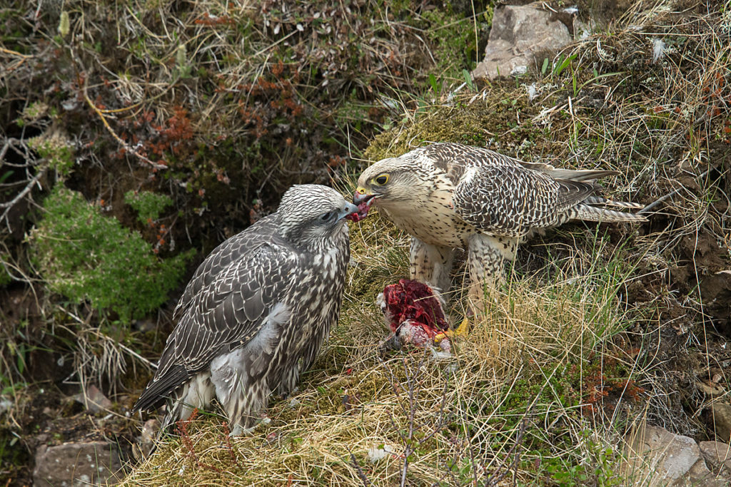 Falco rusticolus; Gerfalke; Gyrfalcon; Iceland; Island; Islandfalke; Kretschet; ad.; adult; beuteübergabe; birds; falconiformes; feeding; fütterung; greifvögel; juv.; juvenil; pröhl; raptors; vögel