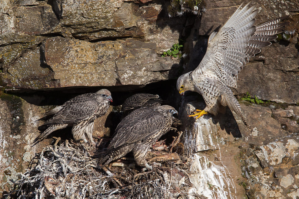 Falco rusticolus; Gerfalke; Gyrfalcon; Iceland; Island; Islandfalke; Kretschet; birds; falconiformes; greifvögel; horst; nest; pröhl; raptors; vögel