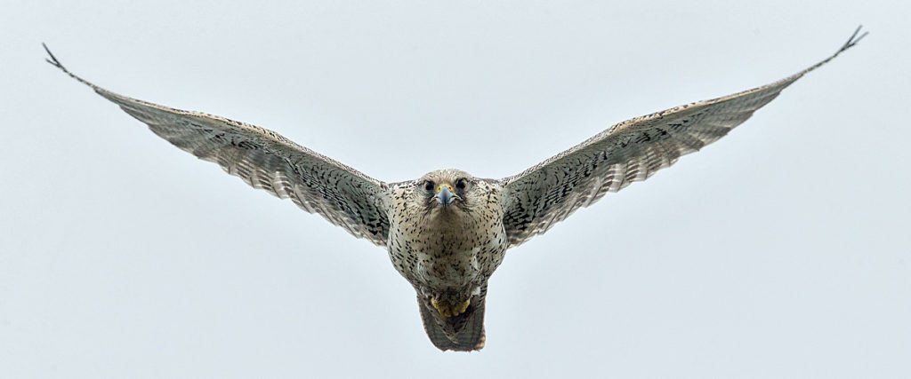 Falco rusticolus; Gerfalke; Gyrfalcon; Iceland; Island; Islandfalke; Kretschet; ad.; adult; birds; falconiformes; flight; flug; greifvögel; pröhl; raptors; vögel