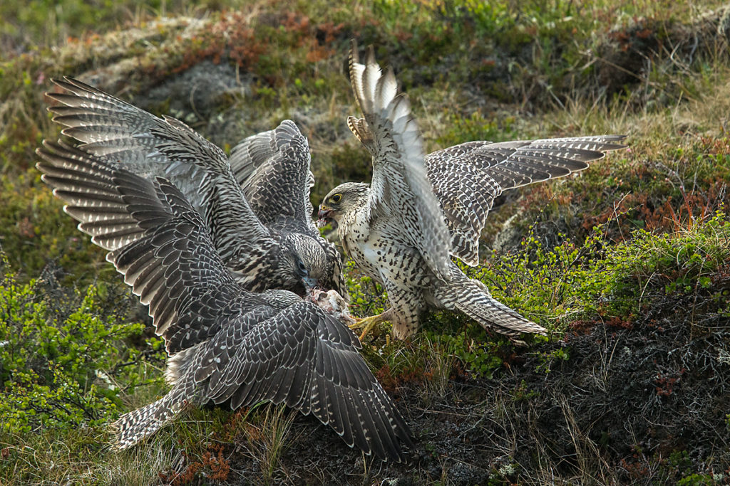 Falco rusticolus; Gerfalke; Gyrfalcon; Iceland; Island; Islandfalke; Kretschet; ad.; adult; beuteübergabe; birds; falconiformes; feeding; fütterung; greifvögel; juv.; juvenil; pröhl; raptors; vögel