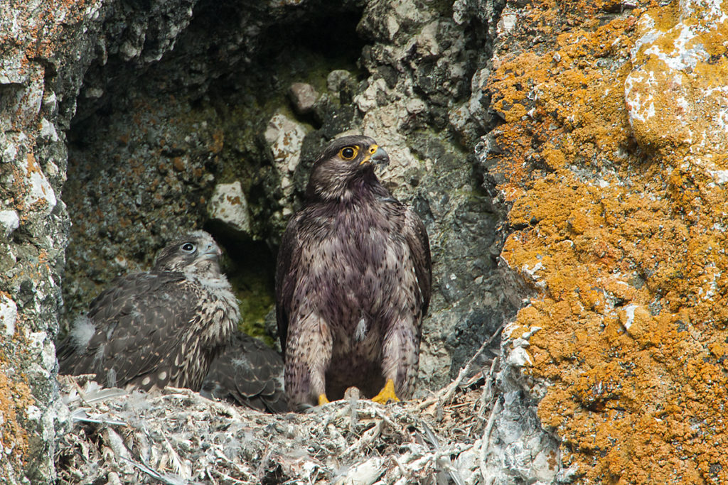 Falco rusticolus; Gerfalke; Gyrfalcon; Jamal-Halbinsel; Kretschet; Russland; Samojeden-Halbinsel; Sibirien; Yamal Peninsula; birds; falconiformes; greifvögel; horst; nest; pröhl; raptors; russia; vögel