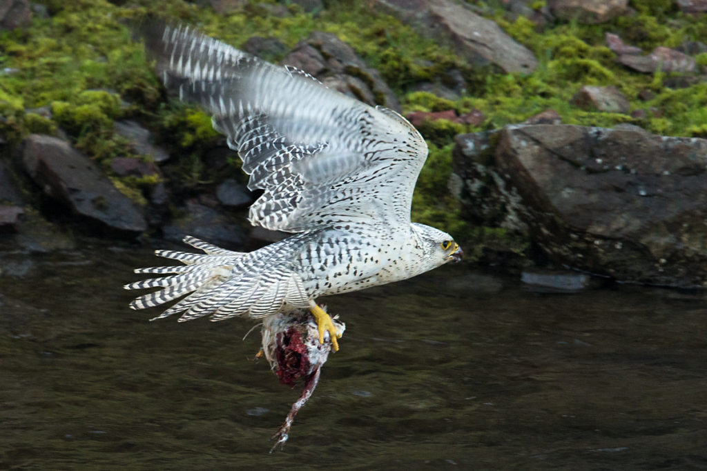 Falco rusticolus; Gerfalke; Gyrfalcon; Iceland; Island; Islandfalke; Kretschet; ad.; adult; birds; falconiformes; greifvögel; pröhl; raptors; vögel