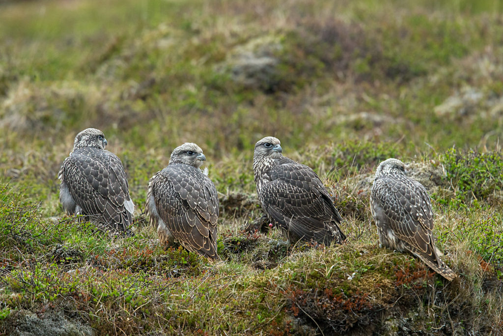 Falco rusticolus; Gerfalke; Gyrfalcon; Iceland; Island; Islandfalke; Kretschet; birds; falconiformes; greifvögel; juv.; juvenil; pröhl; raptors; vögel