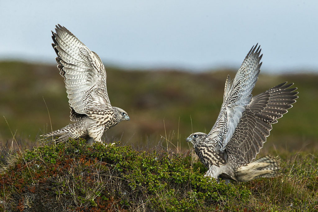 Falco rusticolus; Gerfalke; Gyrfalcon; Iceland; Island; Islandfalke; Kretschet; birds; falconiformes; greifvögel; juv.; juvenil; pröhl; raptors; vögel