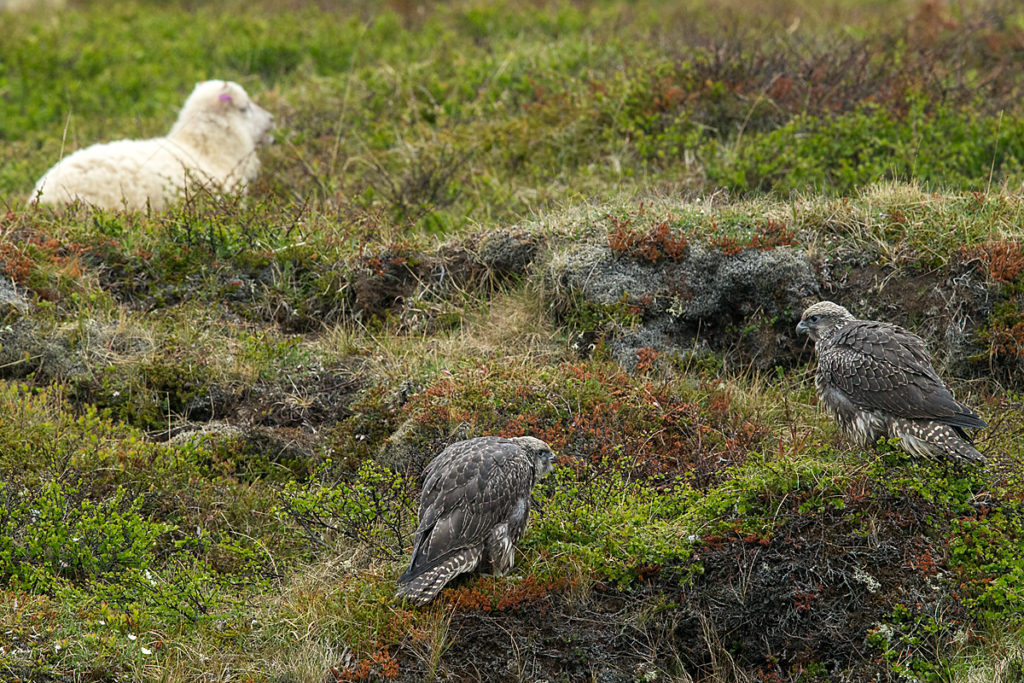 Artiodactyla; Even-toed ungulate; Falco rusticolus; Gerfalke; Gyrfalcon; Iceland; Island; Islandfalke; Islandschaf; Kretschet; Nordisches Kurzschwanzschaf; Ovis orientalis f. aries; Paarhufer; birds; domesticated animals; falconiformes; greifvögel; haustier; juv.; juvenil; mammals; pröhl; raptors; schaf; sheep; säugetiere; vögel