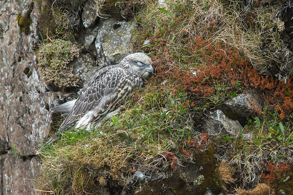 Falco rusticolus; Gerfalke; Gyrfalcon; Iceland; Island; Islandfalke; Kretschet; birds; falconiformes; greifvögel; juv.; juvenil; pröhl; raptors; vögel, schlaf