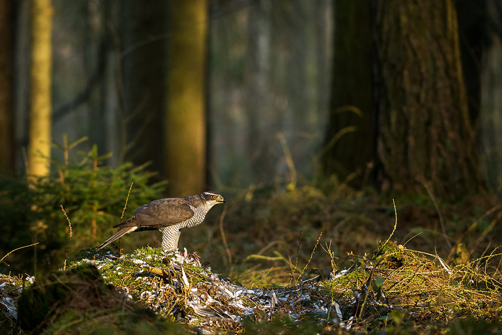 Accipiter gentilis; Goshawk; Habicht; birds; falconiformes; greifvögel; male; männchen; pröhl; raptors; vögel