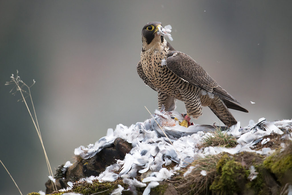 Elsteral; Falco peregrinus; Greiz; Peregrine Falcon; Thüringen; Wanderfalke; beute; birds; capture; falconiformes; greifvögel; hunting; jagd; pröhl; raptors; vogtland; vögel