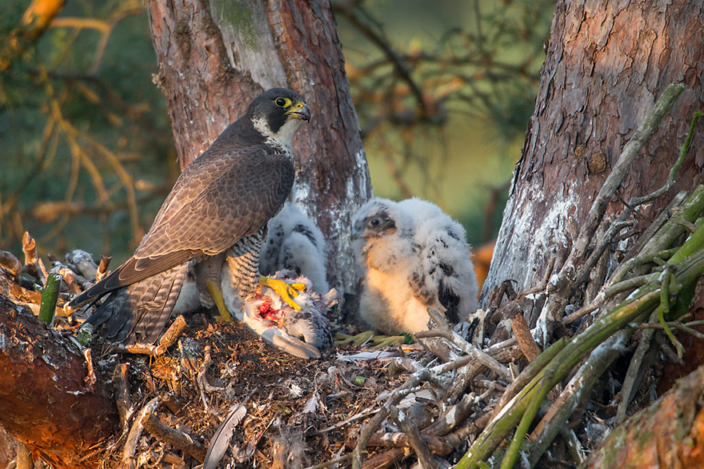 Falco peregrinus; Peregrine Falcon; Wanderfalke; birds; falconiformes; greifvögel; pröhl; raptors; vögel