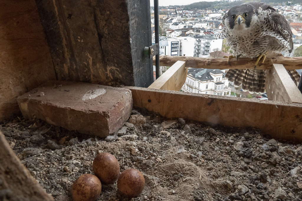 Falco peregrinus; Peregrine Falcon; Wanderfalke; birds; falconiformes; greifvögel; pröhl; raptors; vögel