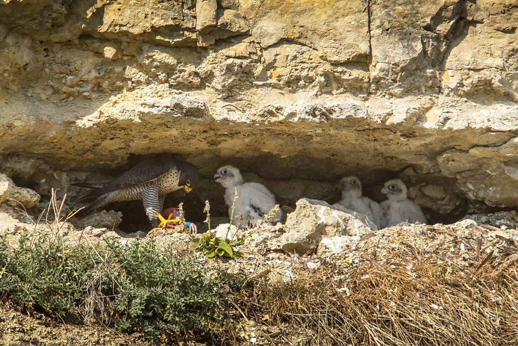 Falco peregrinus; Peregrine Falcon; Wanderfalke; birds; falconiformes; greifvögel; pröhl; raptors; vögel