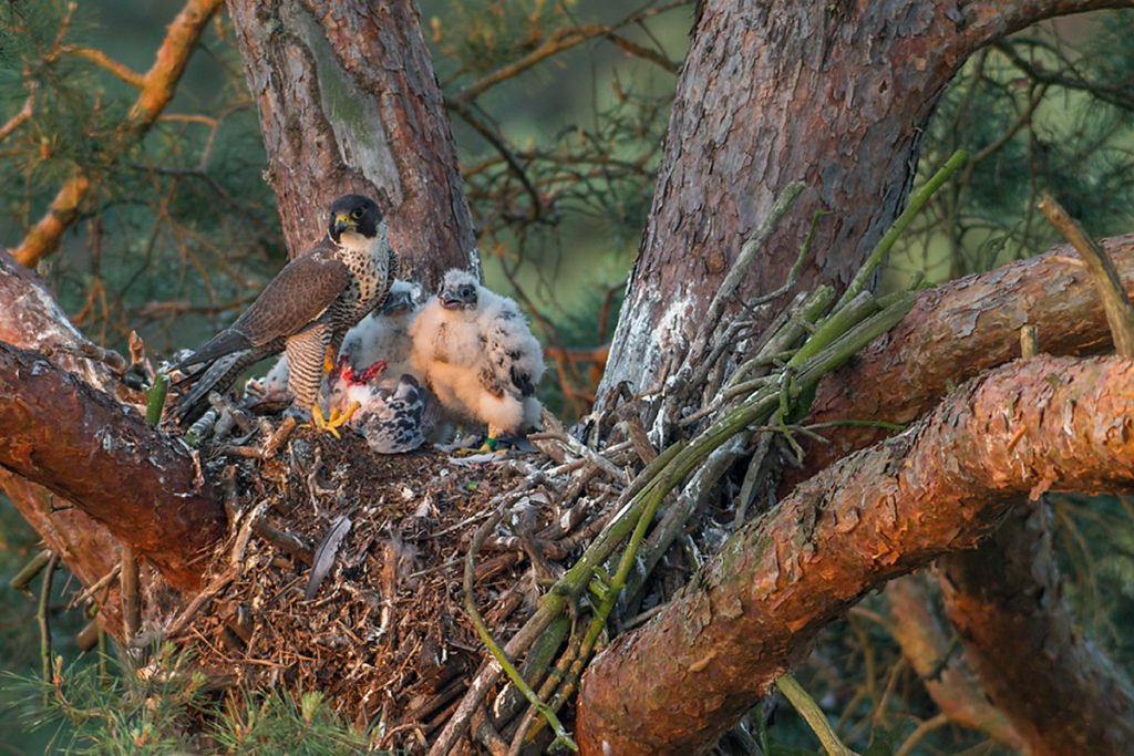 Falco peregrinus; Peregrine Falcon; Wanderfalke; birds; falconiformes; greifvögel; pröhl; raptors; vögel