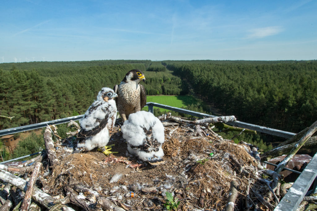 Falco peregrinus; Peregrine Falcon; Wanderfalke; birds; falconiformes; greifvögel; pröhl; raptors; vögel