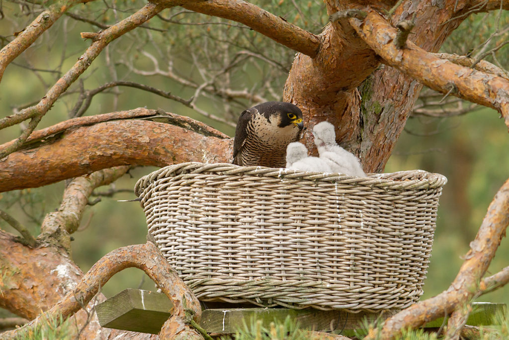 Falco peregrinus; Peregrine Falcon; Wanderfalke; birds; falconiformes; greifvögel; pröhl; raptors; vögel