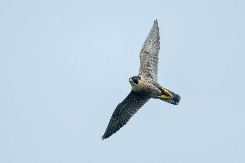 Falco peregrinus; Peregrine Falcon; Wanderfalke; birds; falconiformes; falkenartige; flight; flug; greifvögel; pröhl; raptors; vögel