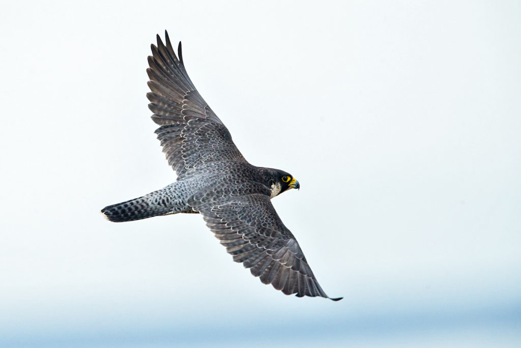 Falco peregrinus; Peregrine Falcon; Wanderfalke; birds; falconiformes; falkenartige; flight; flug; greifvögel; pröhl; raptors; vögel