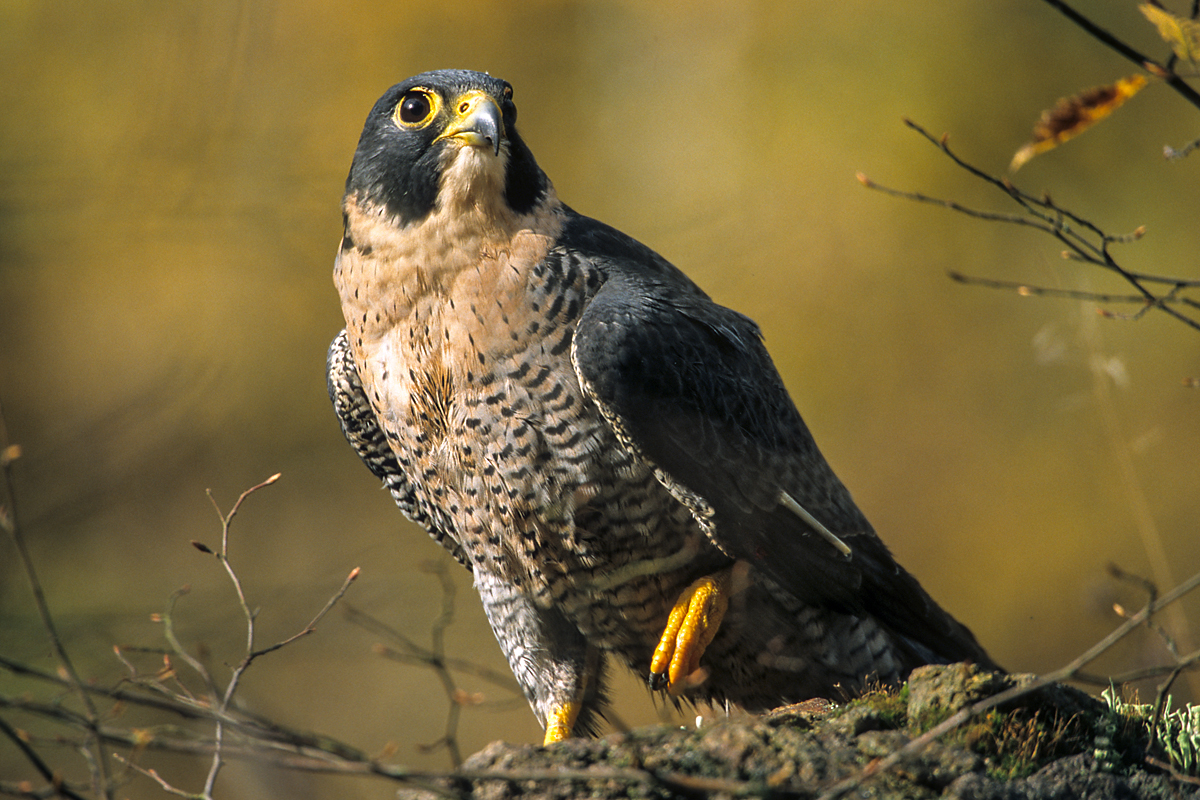 Falco peregrinus; Wanderfalke; greifvögel; pröhl