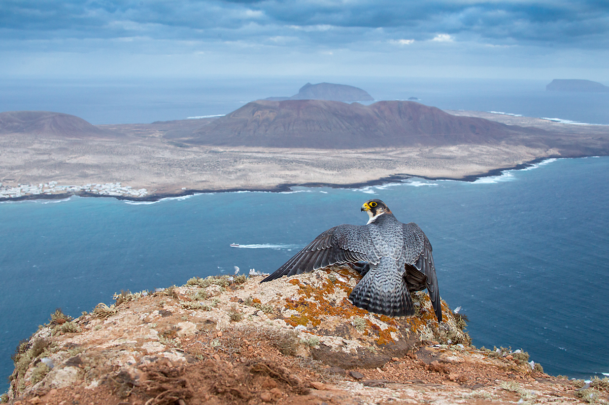 Barbary Falcon; Falco pelegrinoides; Halcon tagarote; Wüstenfalke; birds; falconiformes; greifvögel; pröhl; raptors; vögel