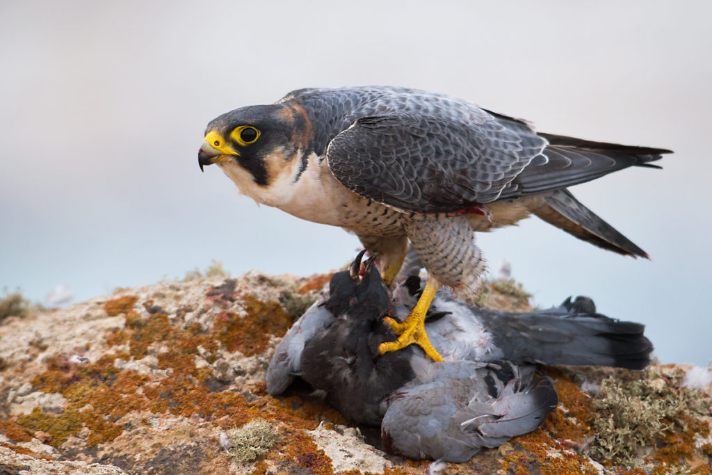 Barbary Falcon; Falco pelegrinoides; Halcon tagarote; Wüstenfalke; birds; falconiformes; greifvögel; pröhl; raptors; vögel