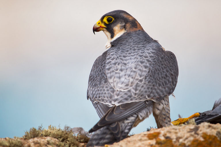 Der Wüstenfalke FokusNatur.de
