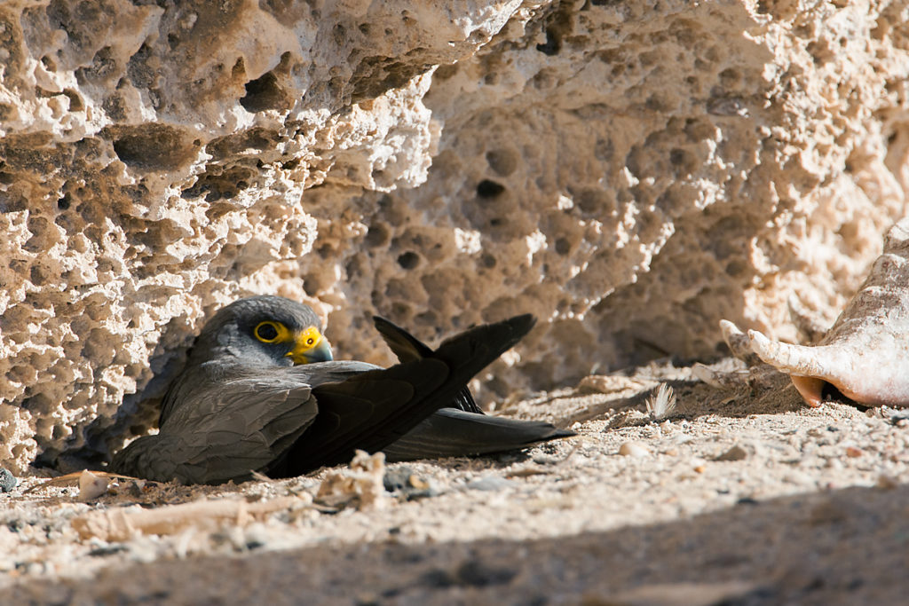 Falco concolor; Schieferfalke; Sooty Falcon; birds; breed; brut; falconiformes; greifvögel; nest; pröhl; raptors; vögel; Ägypten