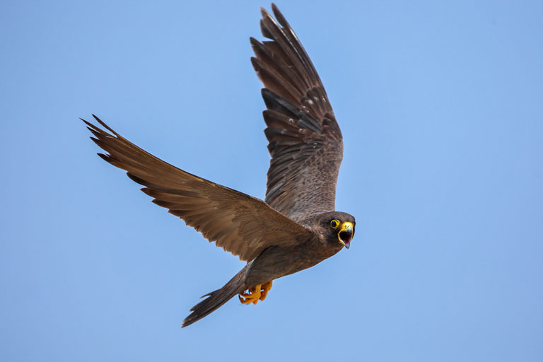 Falco concolor_Schieferfalke_Sooty Falcon_fliegend FokusNatur