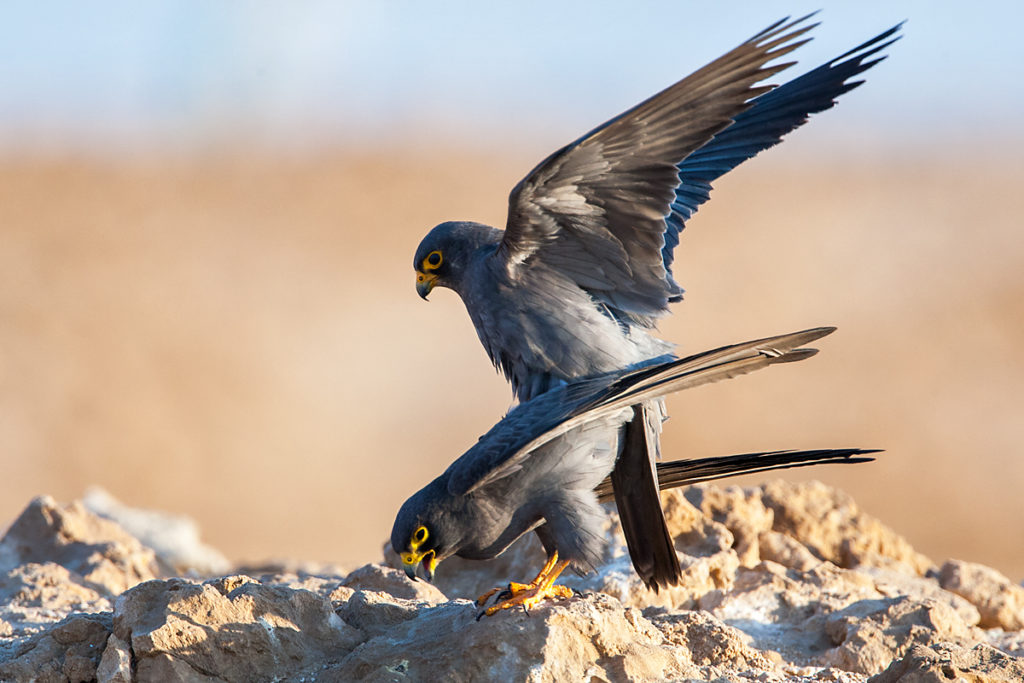 Falco concolor; Schieferfalke; Sooty Falcon; birds; falconiformes; greifvögel; kopula; mating; paarung; pröhl; raptors; vögel; Ägypten