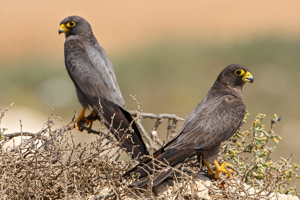 Falco concolor; Schieferfalke; Sooty Falcon; birds; falconiformes; greifvögel; pröhl; raptors; vögel; Ägypten