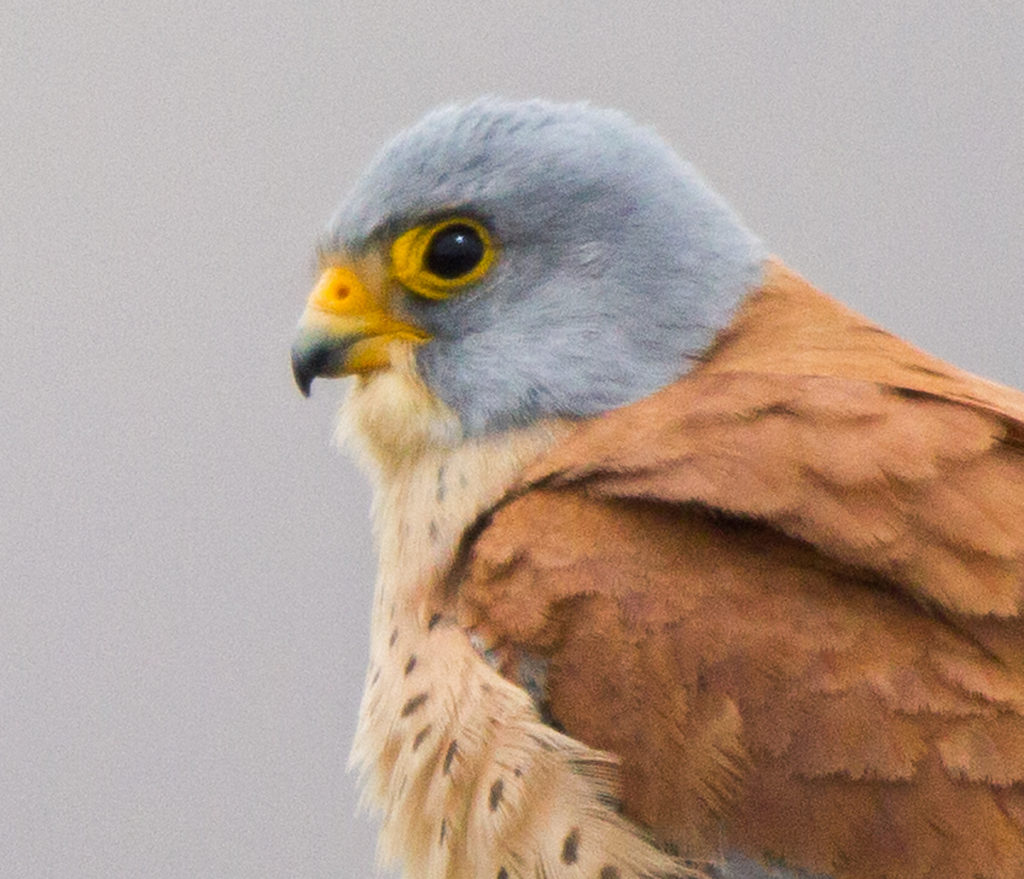 Falco naumanni; Lesser Kestrel; Rötelfalke; Spain; birds; falconiformes; greifvögel; hochforma; male; männchen; pröhl; raptors; spanien; vögel