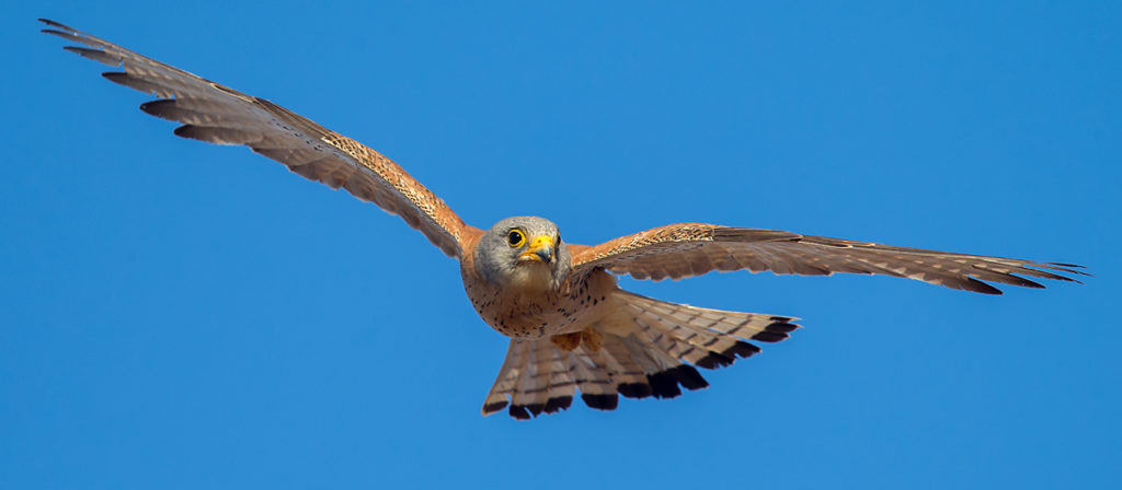 Falco naumanni; Lesser Kestrel; Rötelfalke; Spain; birds; falconiformes; flight; flug; greifvögel; immat.; immaturus; male; männchen; pröhl; raptors; spanien; vögel