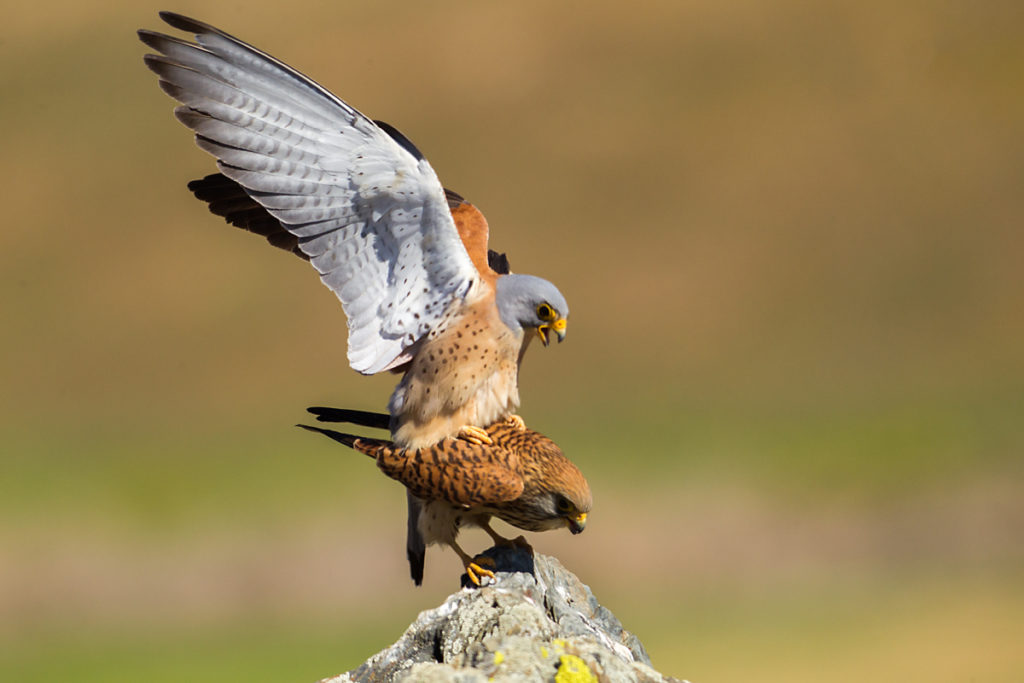 Falco naumanni; Lesser Kestrel; Rötelfalke; Spain; birds; falconiformes; female; greifvögel; hochforma; kopula; male; männchen; pröhl; raptors; spanien; vögel; weibchen