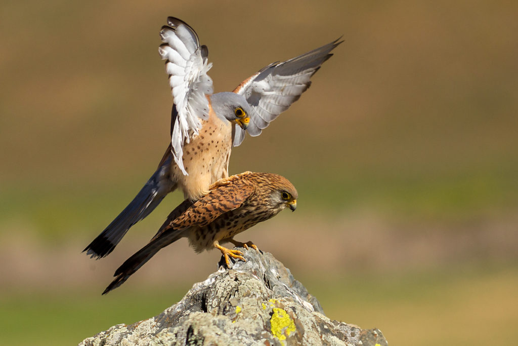 Falco naumanni; Lesser Kestrel; Rötelfalke; Spain; birds; falconiformes; female; greifvögel; kopula; male; männchen; pröhl; raptors; spanien; vögel; weibchen