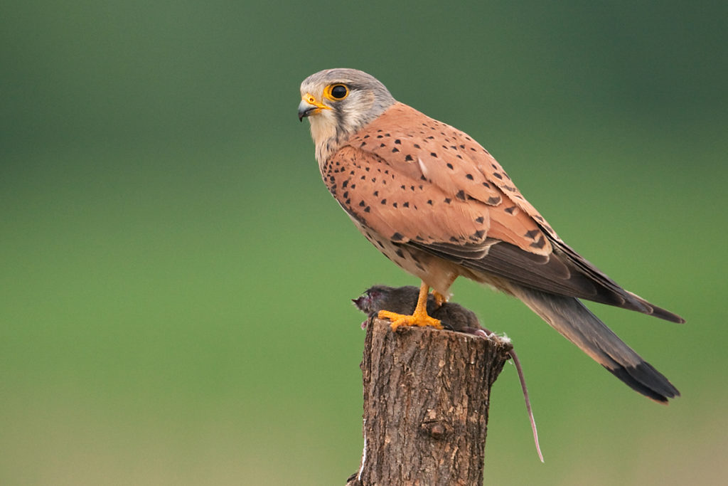 Falco tinnunculus; Kestrel; Turmfalke; beute; birds; falconiformes; falken; greifvögel; hunting; jagd; male; männchen; pröhl; raptors; vögel