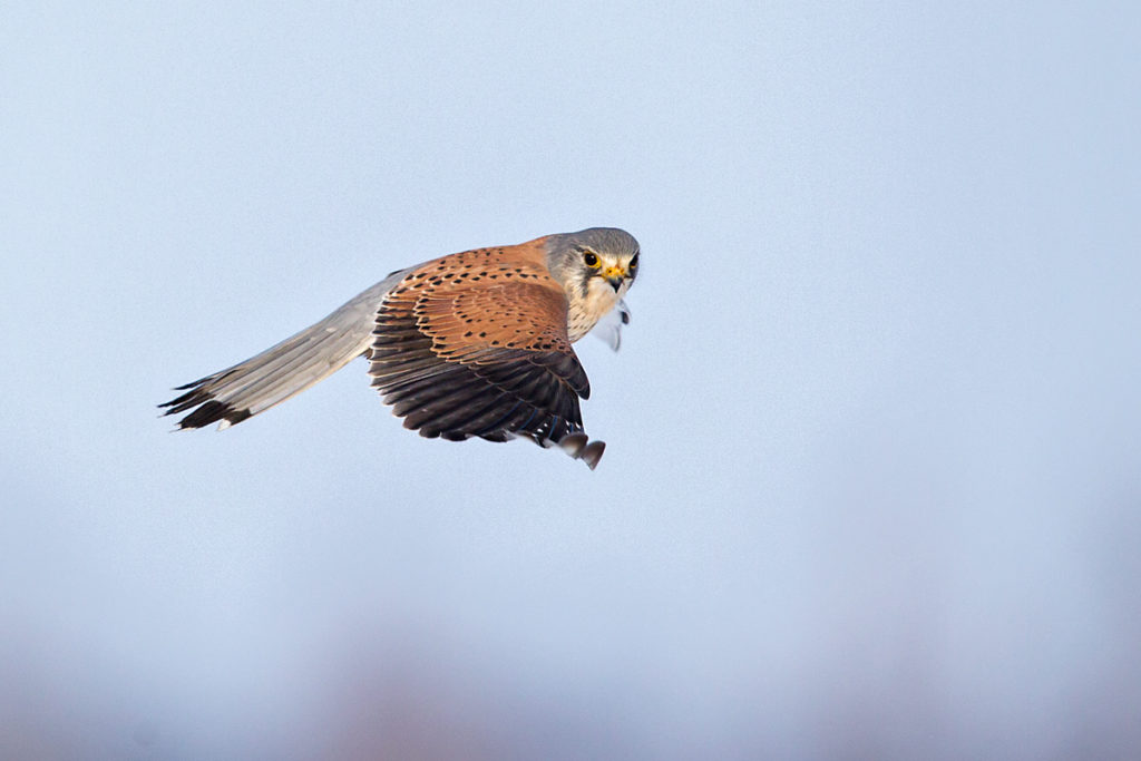 Falco tinnunculus; Kestrel; Turmfalke; birds; falconiformes; falken; flight; flug; greifvögel; raptors; schnee; snow; vögel; winter