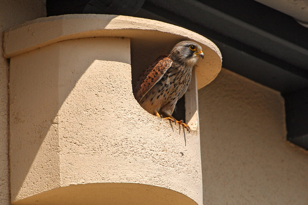 Falco tinnunculus; Kestrel; Turmfalke; birds; falconiformes; falken; greifvögel; nistkasten; pröhl; raptors; strobel-nistkasten; vögel