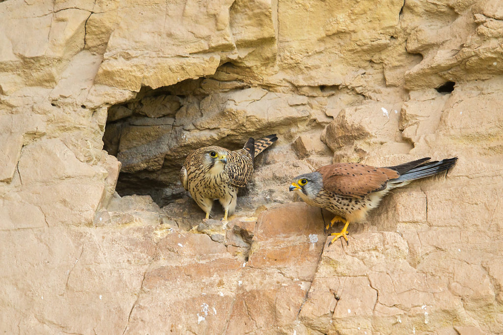 Armenia; Armenien; Falco tinnunculus; Kestrel; Turmfalke; birds; breed; brut; falconiformes; falken; felsen; greifvögel; horst; nest; pröhl; raptors; rock; vögel