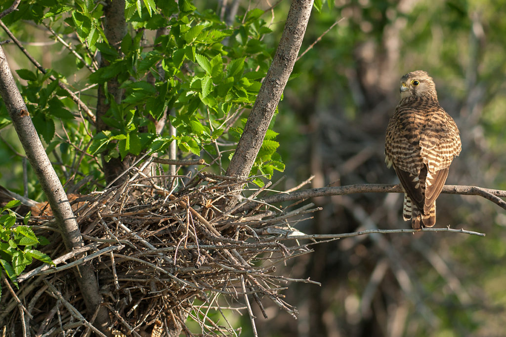 Falco tinnunculus; Kasachstan; Kestrel; Turmfalke; birds; breed; brut; falconiformes; falken; female; greifvögel; horst; nest; pröhl; raptors; vögel; weibchen