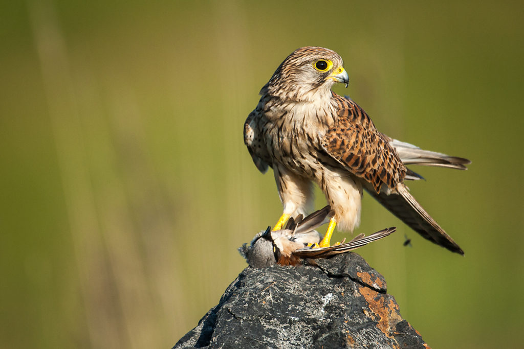 Falco tinnunculus; Kestrel; Turmfalke; beute; birds; capture; falconiformes; falken; female; greifvögel; hunting; jagd; pröhl; raptors; vögel; weibchen