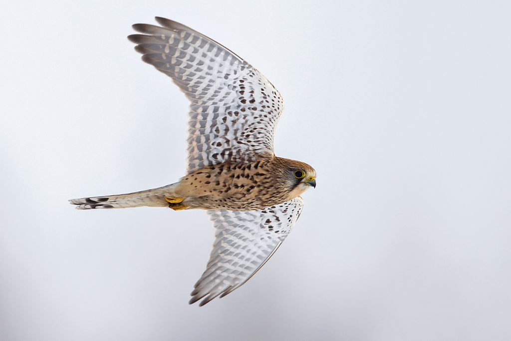 Falco tinnunculus; Kestrel; Turmfalke; birds; falconiformes; falken; flight; flug; greifvögel; raptors; schnee; snow; vögel; winter