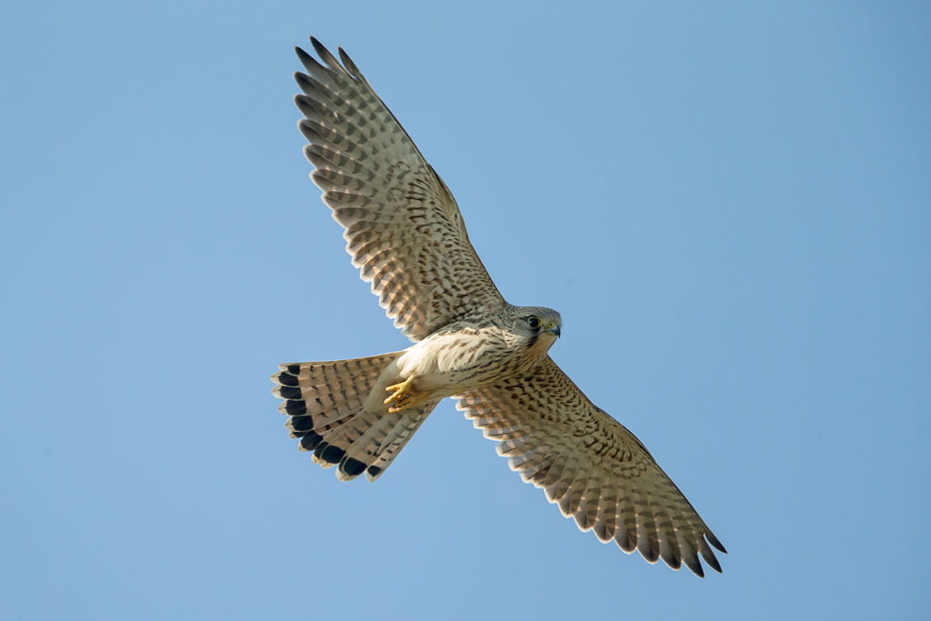 Falco tinnunculus; Kestrel; Turmfalke; birds; falconiformes; falken; female; flight; flug; greifvögel; pröhl; raptors; rütteln; vögel; weibchen