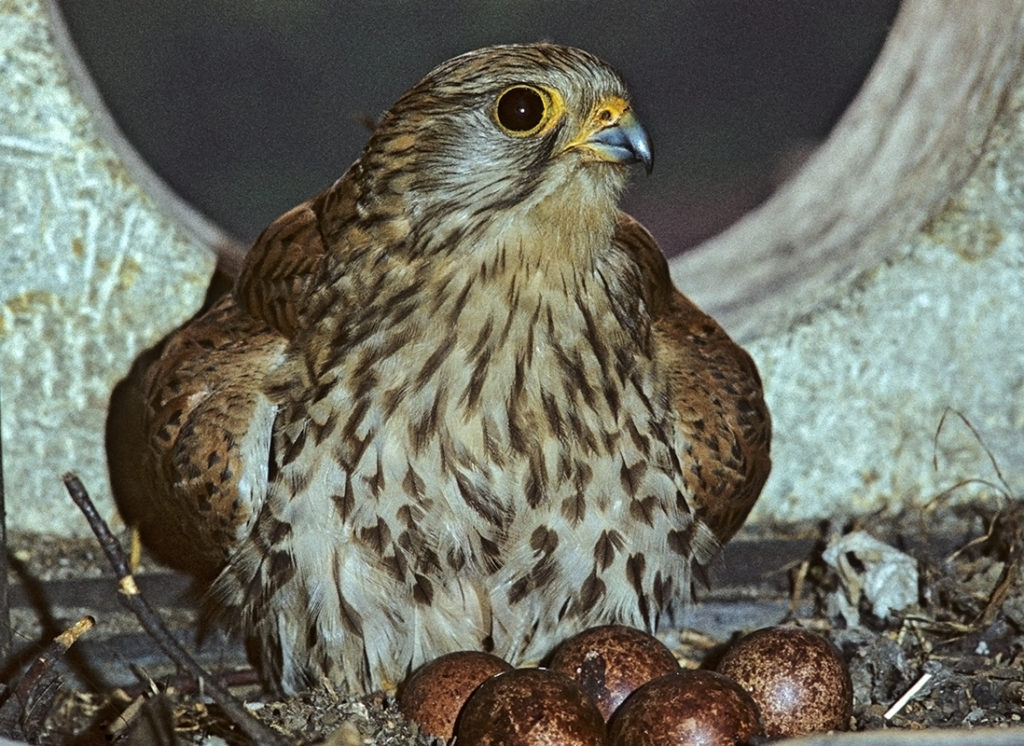 Falco tinnunculus; Turmfalke; gelege; greifvögel; leo; nest; vögel; weibchen