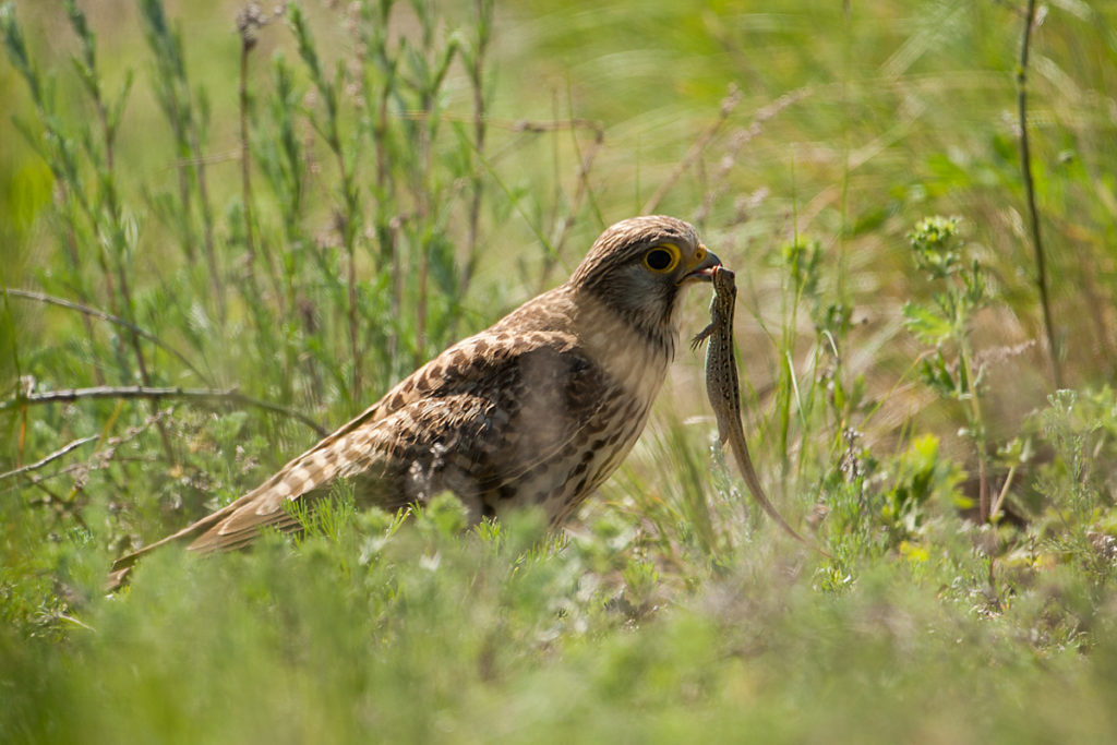 Falco tinnunculus; Kasachstan; Kestrel; Turmfalke; beute; birds; capture; eidechse; falconiformes; falken; female; greifvögel; hunting; jagd; kriechtiere; lizards; pröhl; raptors; reptilia; vögel; weibchen