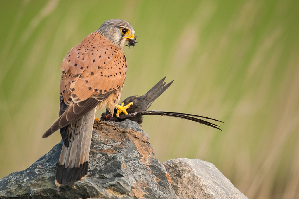 Falco tinnunculus; Kestrel; Turmfalke; beute; birds; falconiformes; falken; greifvögel; hunting; jagd; male; männchen; pröhl; raptors; vögel