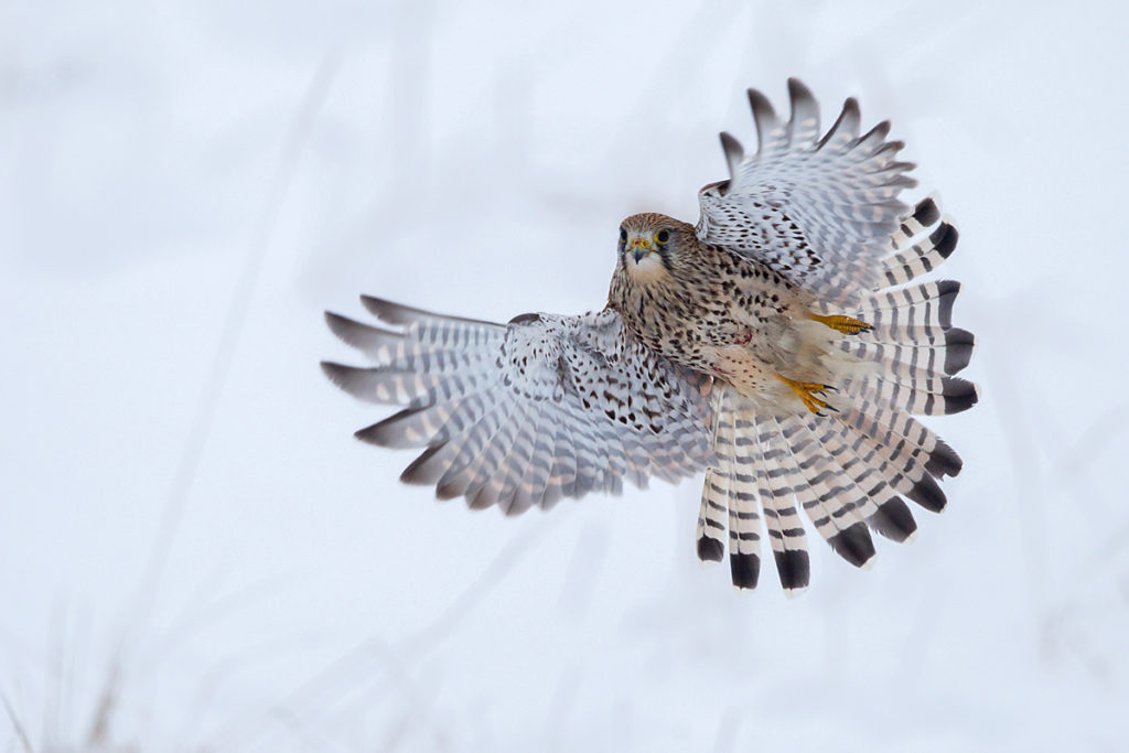 Falco tinnunculus; Kestrel; Turmfalke; birds; falconiformes; falken; flight; flug; greifvögel; raptors; schnee; snow; vögel; winter