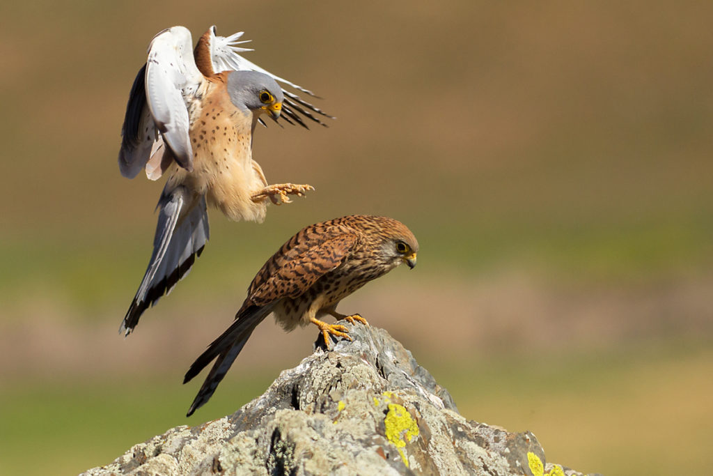 Falco naumanni; Lesser Kestrel; Rötelfalke; Spain; birds; falconiformes; female; greifvögel; kopula; male; männchen; pröhl; raptors; spanien; vögel; weibchen