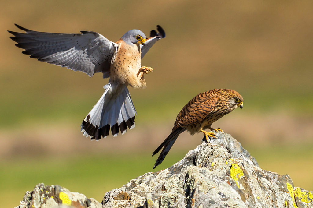 Falco naumanni; Lesser Kestrel; Rötelfalke; Spain; birds; falconiformes; female; greifvögel; kopula; male; männchen; pröhl; raptors; spanien; vögel; weibchen