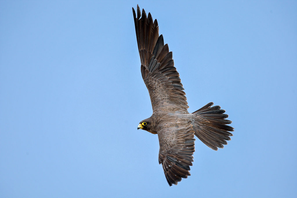 Falco concolor; Schieferfalke; Sooty Falcon; birds; falconiformes; flight; flug; greifvögel; pröhl; raptors; vögel; Ägypten