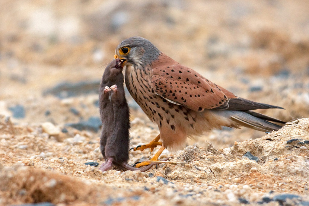 Falco tinnunculus; Kestrel; Turmfalke; beute; birds; falconiformes; falken; greifvögel; hunting; jagd; male; männchen; pröhl; raptors; vögel