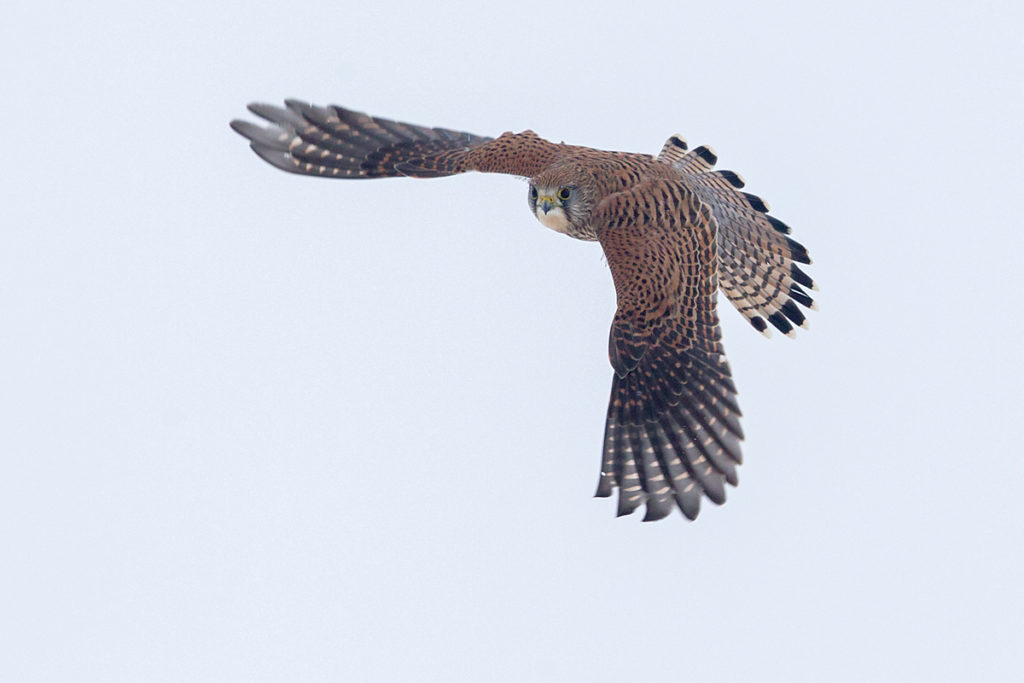 Falco tinnunculus; Kestrel; Turmfalke; birds; falconiformes; falken; flight; flug; greifvögel; raptors; schnee; snow; vögel; winter