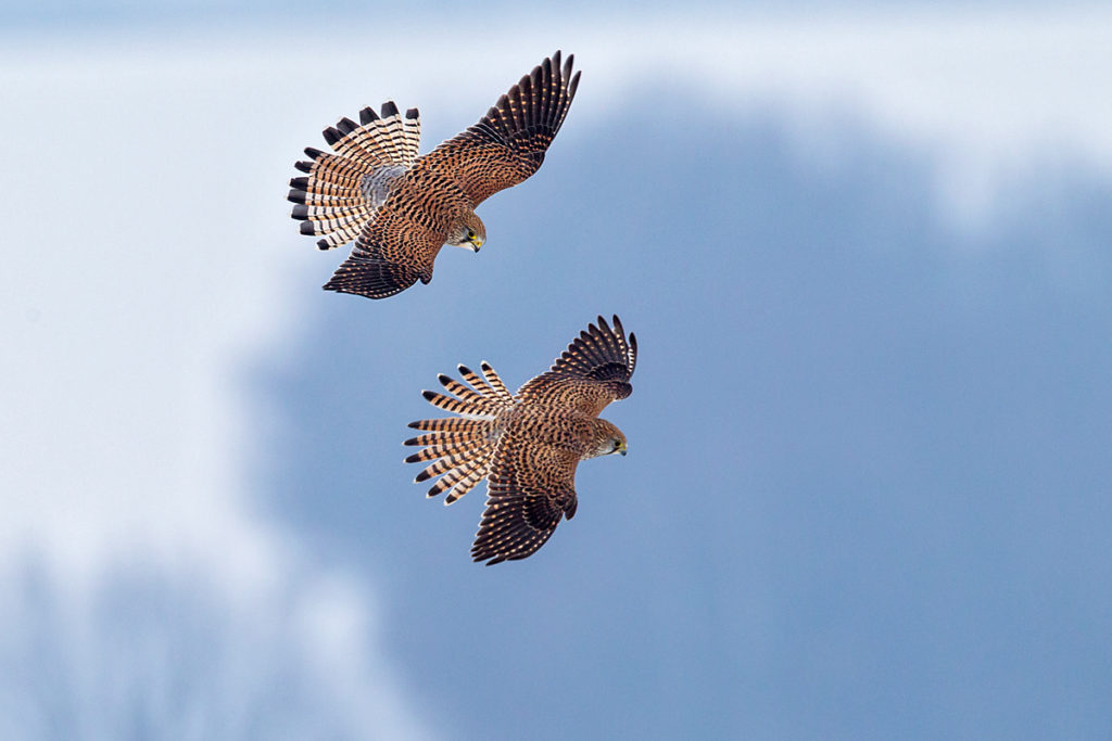 Falco tinnunculus; Kestrel; Turmfalke; birds; falconiformes; falken; flight; flug; greifvögel; raptors; schnee; snow; vögel; winter